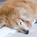 老犬を『長時間留守…