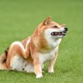 犬が『体をしきりに…