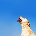犬が早朝に吠えて困…