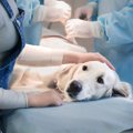 愛犬に高度な医療が…