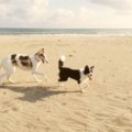 犬のお仕事！動物病…