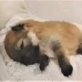 【話題】生後３週間…