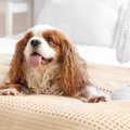 犬が『暑い』と感じ…