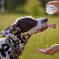 犬に絶対NGな『水の…