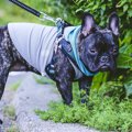 犬が遠くからジッと…