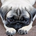 犬の『ストレス溜ま…