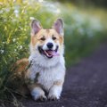 犬をポジティブにす…
