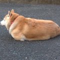 茶色いアザラシ？！…