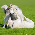 犬同士がケンカして…