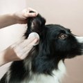 犬の『耳掃除』どう…