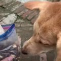 どんなにお腹がすい…