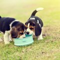 子犬に成犬用フード…