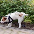 犬がマーキングをす…