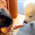 2歳の女の子が『子犬…