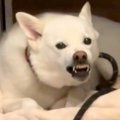 反抗して唸っている…