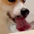 水を飲む犬の『飲み…