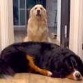 廊下で眠る大型犬→同…