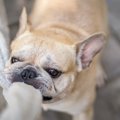 愛犬が喜ぶ『タオル…