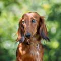 犬が『要求』をして…