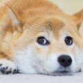 愛犬がずっと伏せて…