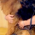 体重34キロの大型犬…