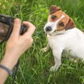 犬が『カメラ』を嫌…