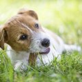 犬に『おやつ』を与…