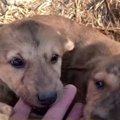 もこもこ子犬だらけ♡…