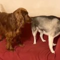 大型犬たちに『おや…