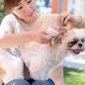 犬の『お手入れ』で…