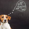 犬も人と同じように…
