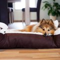 犬が『不快に感じる…