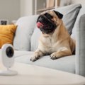 愛犬を苦しめる『留…