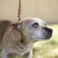 犬が『お散歩に行き…