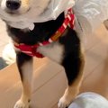 雨の日、犬がカッパ…