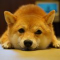 犬が「恥ずかしがっ…