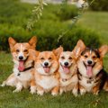 コーギーあるある８選