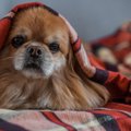 犬も『緊張』するこ…