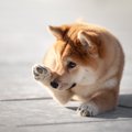 犬がする「かわいい…