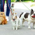 愛犬はどう？コミュ…