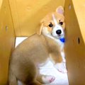 『赤ちゃん犬の耳が…