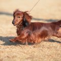犬がよく転ぶように…