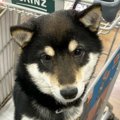 ホームセンターで不…