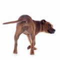 犬のお尻から血が出…