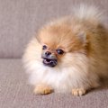 子犬が無駄に吠える理由とそのしつけ方法