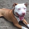 右？左？犬の尻尾の…
