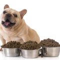愛犬の食欲が異常に…