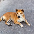 もしも突然、愛犬が…