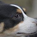 犬が横目で飼い主を…