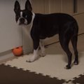 助けて！ドアに挟ま…